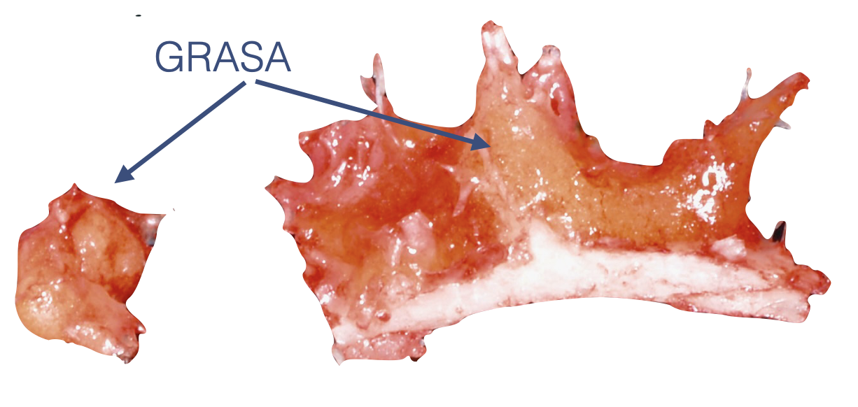 Fragmento de hueso con grasa visible